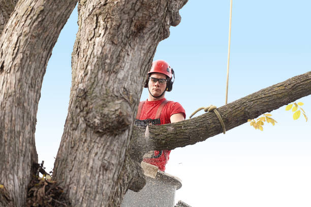 How Our Tree Care Process Works  in  Oakland, PA